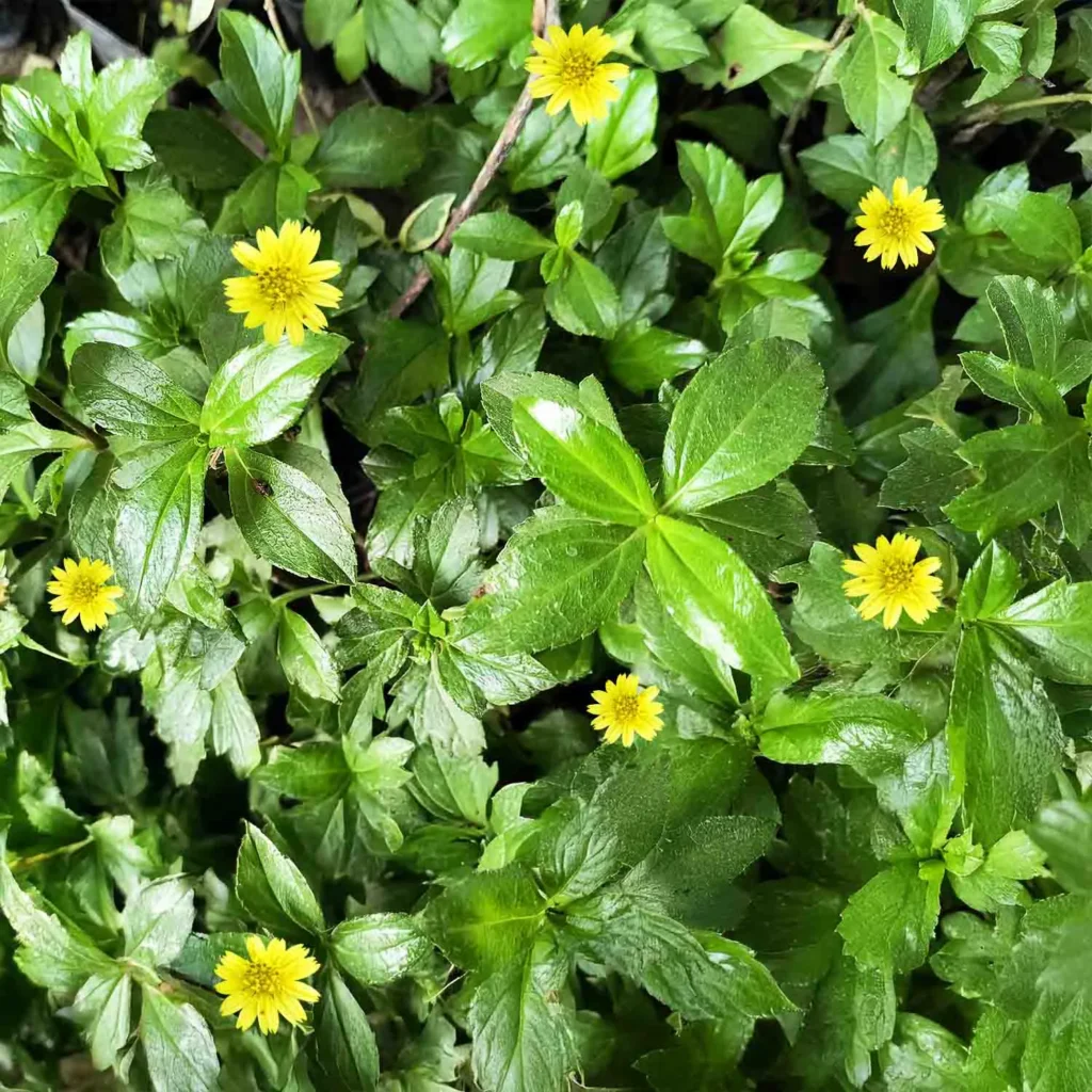 Ayurvedic botanical ingredient close-up u2014 Radhvé