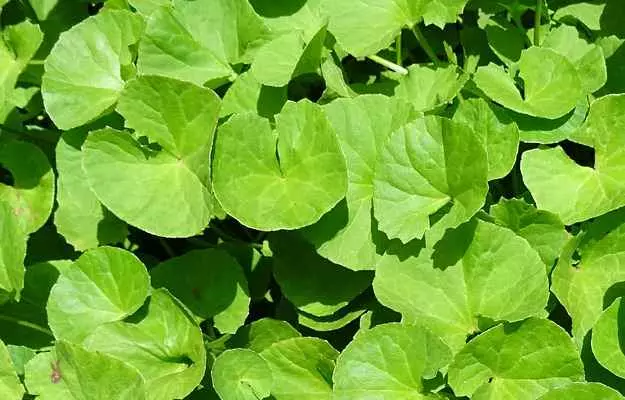 Brahmi
