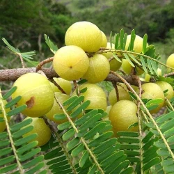 Indian gooseberry Amla, Ayurvedic hair care ingredient